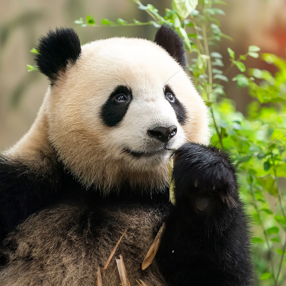 Panda eating shoots of bamboo